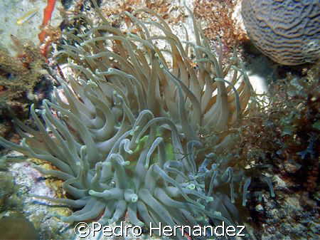 Gaint Sea Anemone,Palmas del mar Humacao, Puerto Rico,Cam... by Pedro Hernandez 