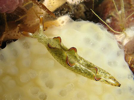 nudibranch of raja ampat by Heru Suryoko 