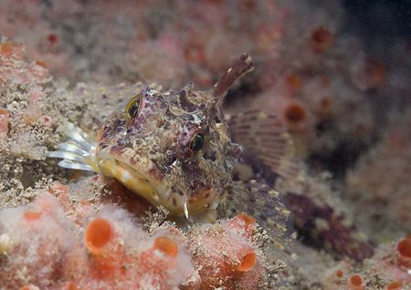 Long spined scorpion fish. North Wales. D200, 60mm. by Derek Haslam 