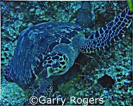 In Cozumel in an area called Palancar Caves at about 97 f... by Garry Rogers 