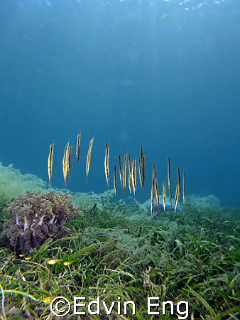 Hanging Razors! Taken In Anilao With Canon S80. by Edvin Eng 