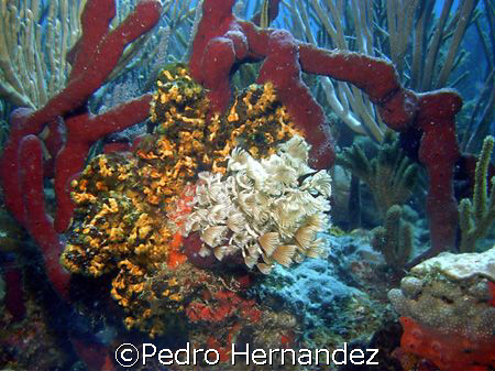 Social Feather Duster,Palmas del Mar Humacao ,Puerto Rico... by Pedro Hernandez 