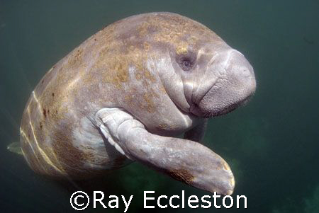 Happy Manatee,Taken at Crystal River FL. Camera nikon D-200 by Ray Eccleston 