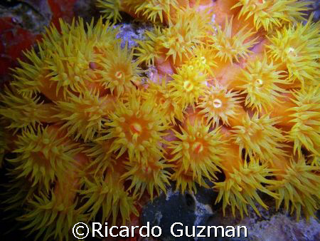 Cup coral at night; lamp as strobe. Crashboat, Aguadilla. by Ricardo Guzman 