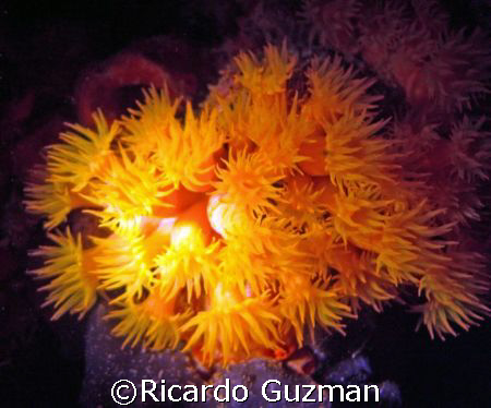 Cup Coral at night in undertow; lamps as strobe.  Crashbo... by Ricardo Guzman 