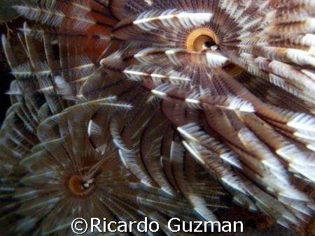 Dusting the night away: Feather dusters in undertow; nigh... by Ricardo Guzman 