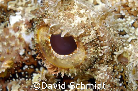 Scorpion Fish by David Schmidt 