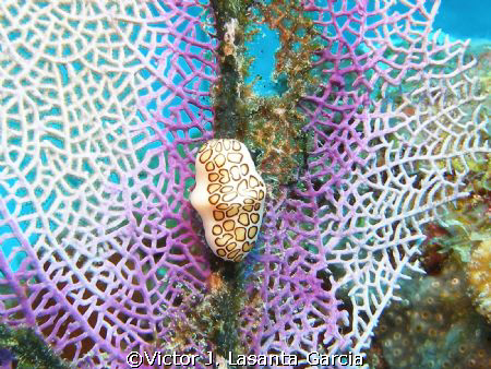 flamingo tongue in a sea fan at la chimenea dive site in ... by Victor J. Lasanta Garcia 
