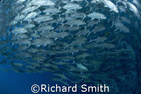 Schooling Bigeye Trevally on the Drop off, Sipadan by Richard Smith 
