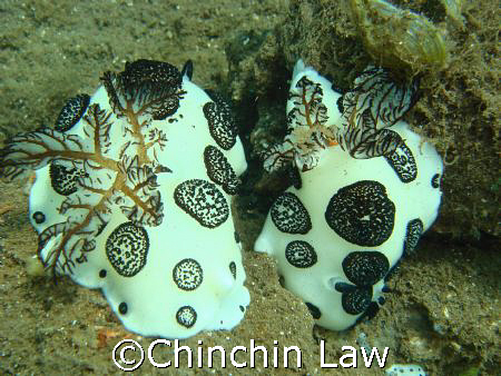 funeral jurunna. can u spot their 3 little babies : ) by Chinchin Law 