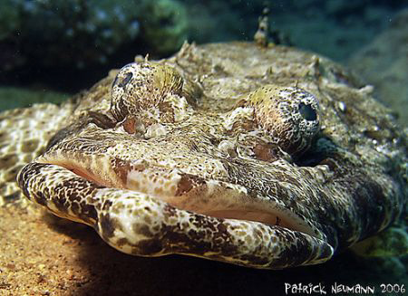 Portrait of a Croc whilest northtour Red Sea/Egypt taken ... by Patrick Neumann 