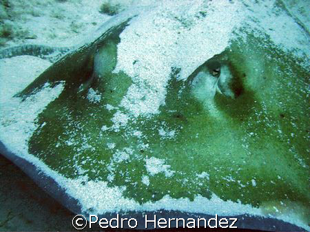 Roughtail Stingray,Palmas Del mar Humacao, Puerto Rico,Ca... by Pedro Hernandez 