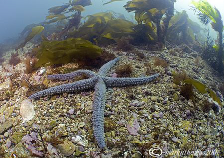Spiny starfish.
Streamstown Bay, Connemara.
April 07. 1... by Mark Thomas 