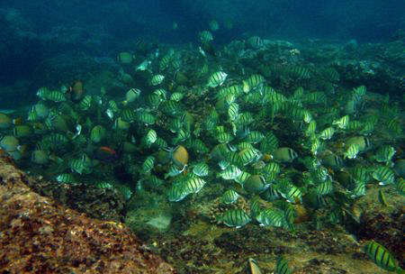 "School of Tangs". Photo taken on Oahu's North Shore, 20 ... by Mathew Cook 