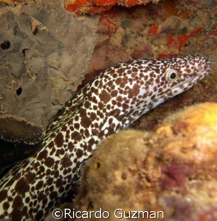 Between a rock and a hard place: A moray works her way th... by Ricardo Guzman 