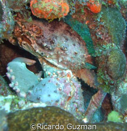 King of Pain: A king crab stares me down at La Parguera. by Ricardo Guzman 