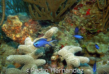 Blue Chromis,Palmas Del Mar Humacao,Puerto Rico,Camera DC310 by Pedro Hernandez 