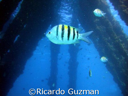 Now drop and give me twenty!: Sergeant Major under Crashb... by Ricardo Guzman 