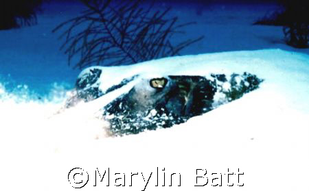 Eyes of a stingray peek out of the sand.  Nikonos V 28mm ... by Marylin Batt 