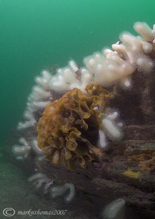 Hornwrack amongst feeding Dead Men's Fingers.
Udder Rock... by Mark Thomas 