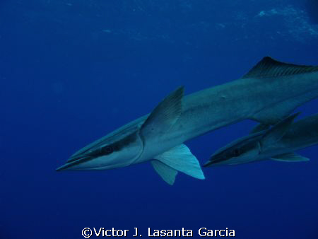 2 good size remoras, swimming in circle at the safety sto... by Victor J. Lasanta Garcia 