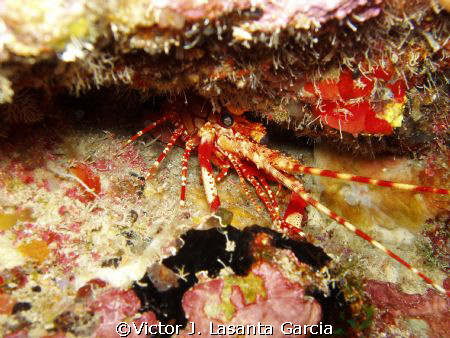 caribbean red banded lobster in the wall at step dive sit... by Victor J. Lasanta Garcia 