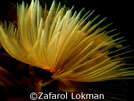 let's rock..taken with Canon S80 in Island in Malaysia. by Zafarol Lokman 