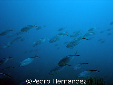 School Of Bar Jack,palmas Del mar Humacao, Puerto Rico by Pedro Hernandez 