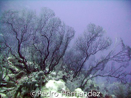 Common Sea Fan, Palmas Del Mar Humacao, Puerto Rico by Pedro Hernandez 