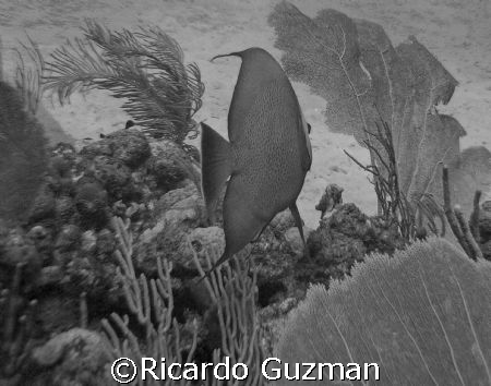 Angelfish blowing me off at La Parguera.  Does this one w... by Ricardo Guzman 