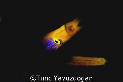 This image was taken at Mabul , by Tunc Yavuzdogan 
