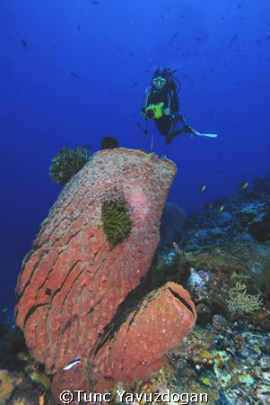 Diver with sponge,Sipadan Island.Nikkor 12-24mm Dx by Tunc Yavuzdogan 