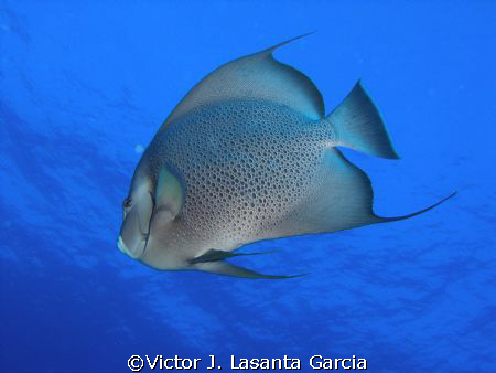 gray angel fish in the black wall dive site at parguera wall by Victor J. Lasanta Garcia 