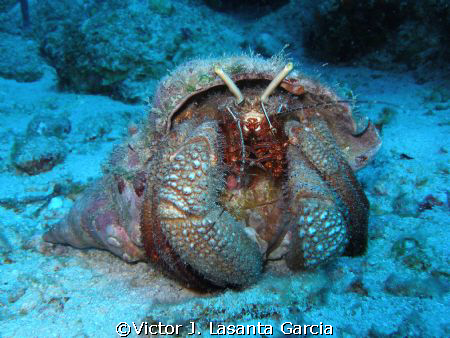 very nice hermit crad at old bouy dive site in parguera wall by Victor J. Lasanta Garcia 