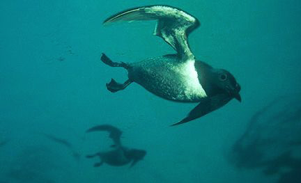 A pair of Diving Guillimots, off St. Abbs Head Scotland. ... by Mike Clark 