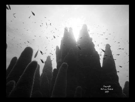Pillar Coral.
Top Secret, Grand Cayman
 by Neil Van Niekerk 