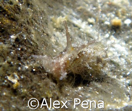 these little guys are so cool. found him in the tide pool... by Alex Pena 
