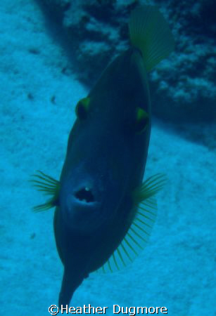 This is a Orange filefish one of the coolest little fish ... by Heather Dugmore 