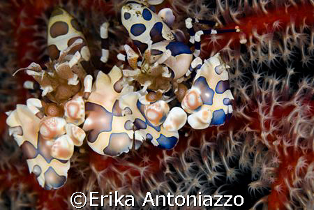 Best Friends.
Harlequin shrimp at Seraya, Bali, Indonesia. by Erika Antoniazzo 