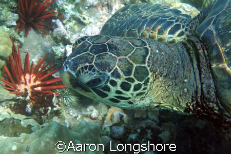 Honu, near shore reef Maui. 350d no strobe. by Aaron Longshore 