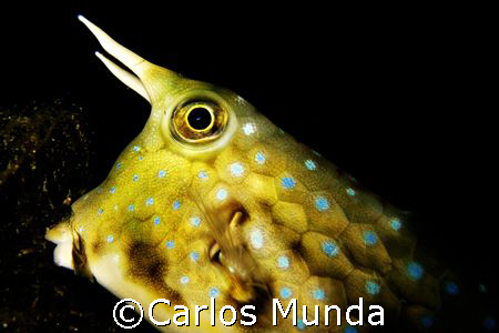 moooo! photo taken during night dive at basura, anilao, p... by Carlos Munda 