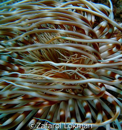 Guest what..?? Taken in Terengganu,Malaysia Island using ... by Zafarol Lokman 