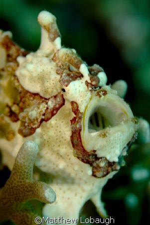 Frog Fish Taken in March at the Wakatobi Dive Resort. by Matthew Lobaugh 