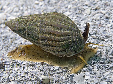 Netted Dog Whelk.
Aughrusmore, Connemara.
D200, 60mm. by Mark Thomas 
