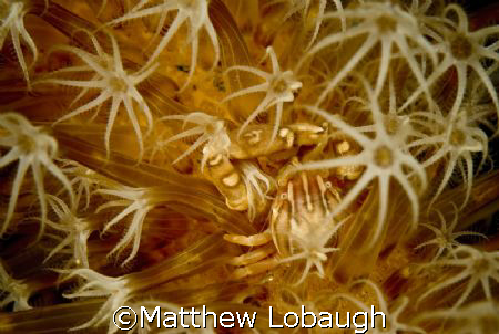 Taken on a night dive off the Komodo Dancer, March of 2007 by Matthew Lobaugh 