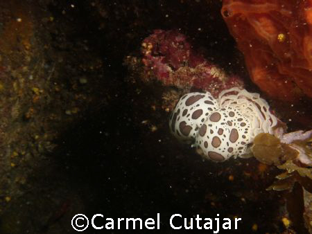 Two Nudi Guys Mateing
Kemua ,Malta by Carmel Cutajar 