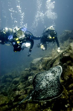 Marble ray by Chris Wildblood 