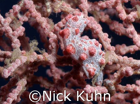 Pygmy found in 25m at Seraya Secrets, Tulamben. This fan ... by Nick Kuhn 
