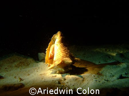 Isla De Mona Night  dive by Ariedwin Colon 