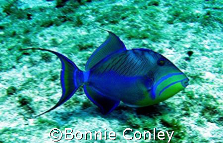 Queentriggerfish seen April 2007 at Isla Mujeres.  The ph... by Bonnie Conley 